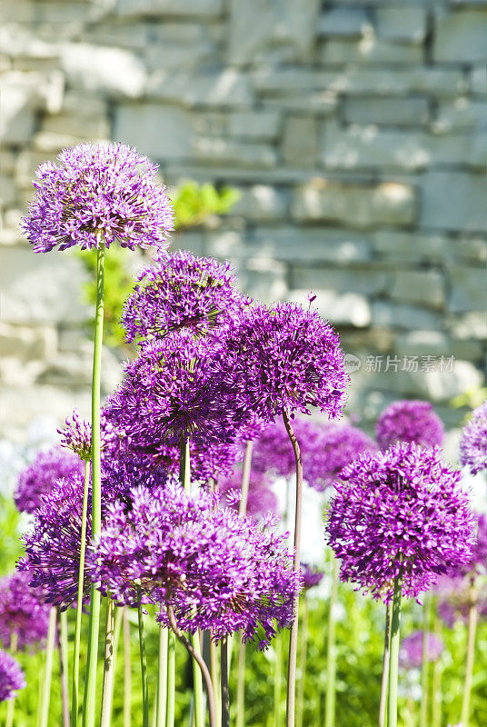 Allium 'Purple Sensation'和Stone Wall